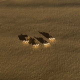 Gold Stud Earrings - Clustered Zirconia Design - 18K Gold Tone - Polished